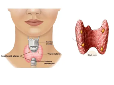 Ano-Rectal Diseases